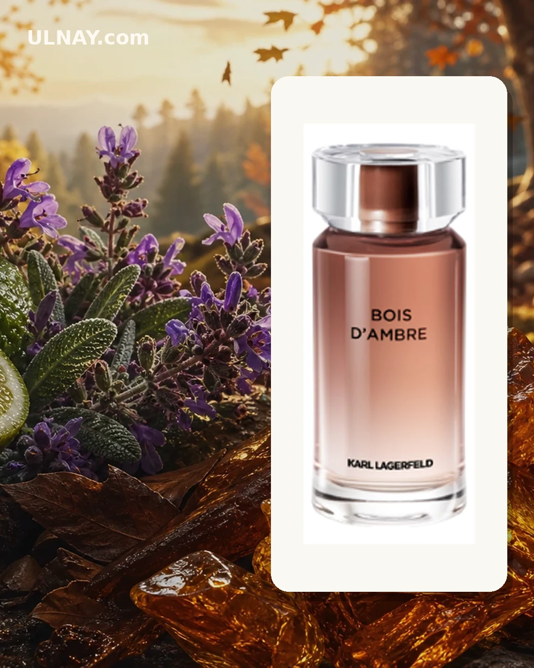 Bois d’Ambre: scene and bottle