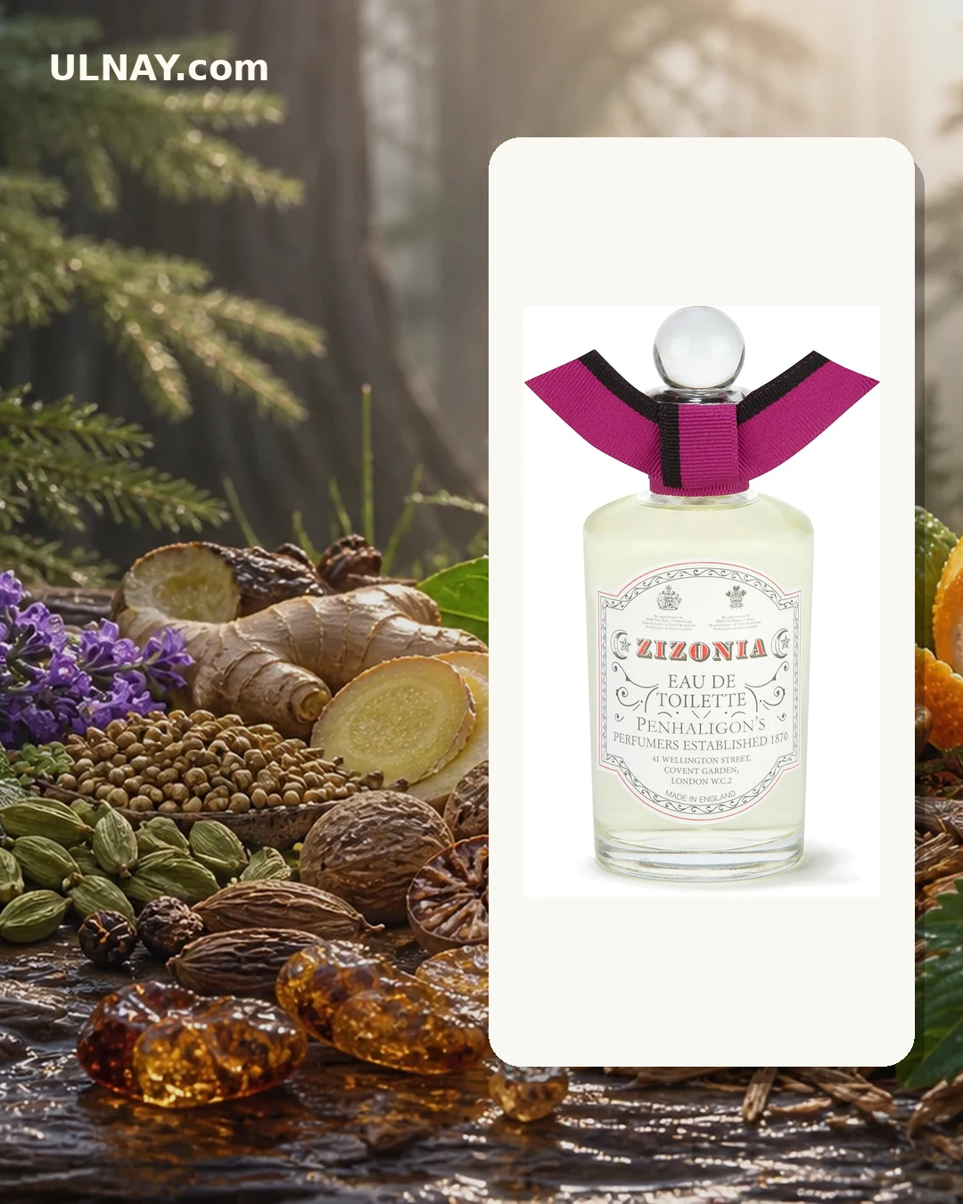 Zizonia — scene and bottle